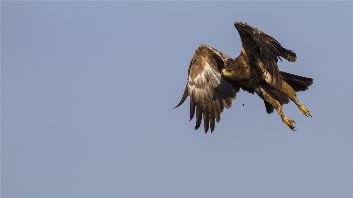 Lesser Spotted Eagle