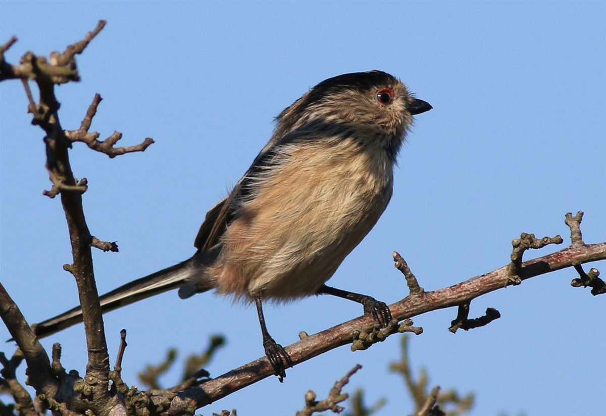 Long-tailed Tit