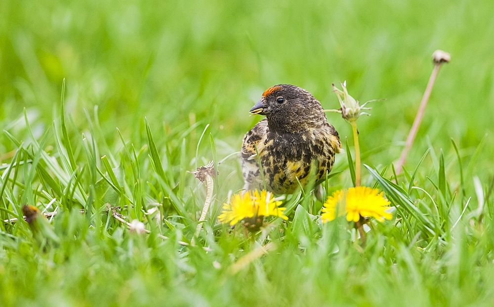 Kara İskete