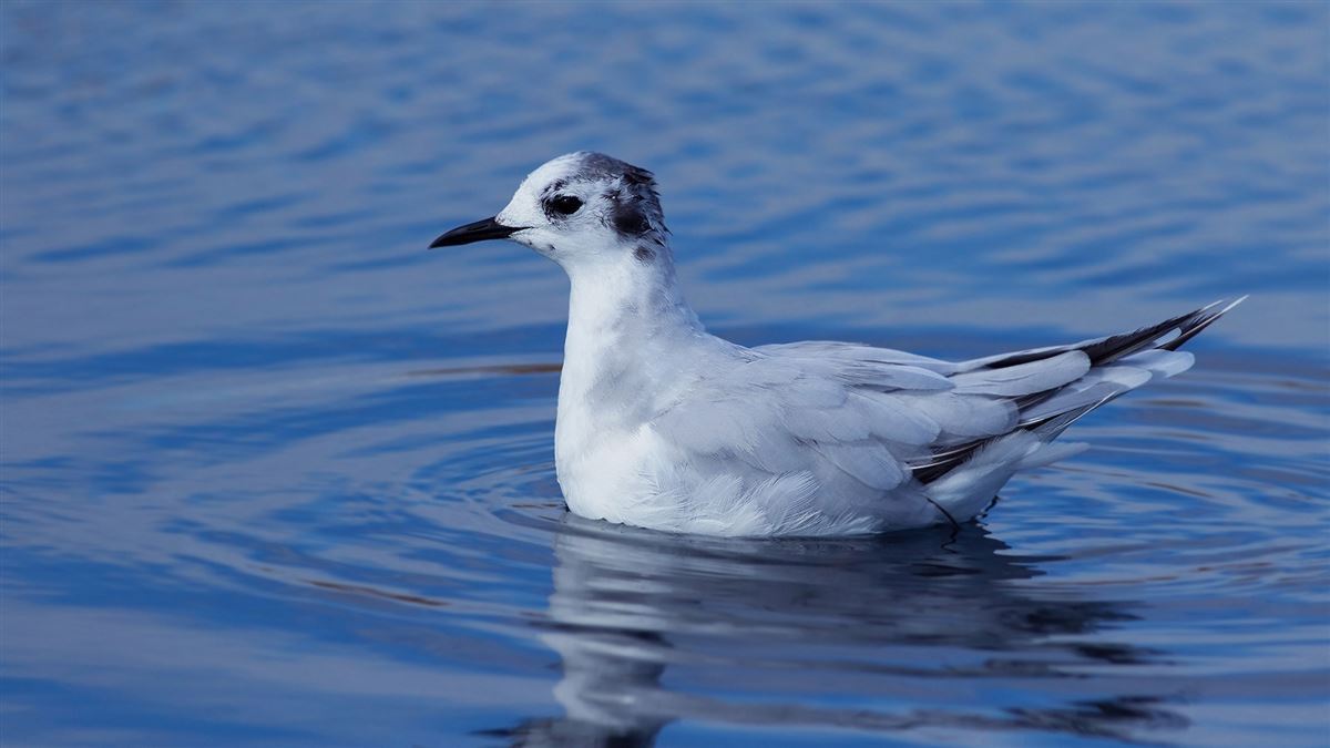 Little Gull