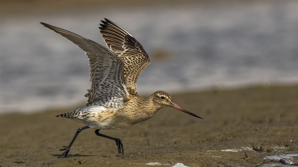 Bar-tailed Godwit