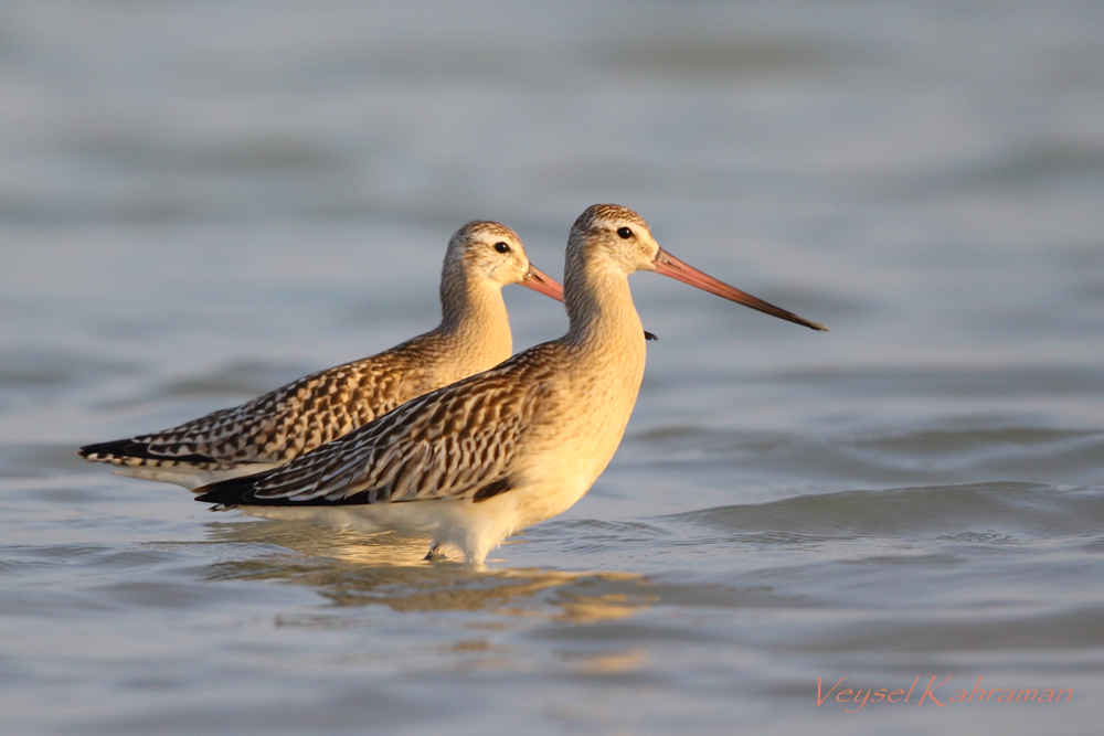 Bar-tailed Godwit