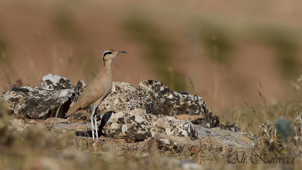 Cream-colored Courser