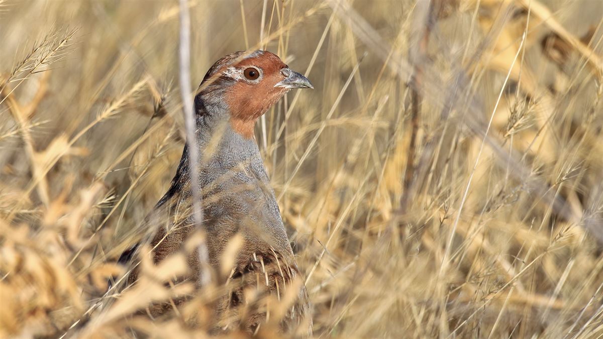 Grey Partridge