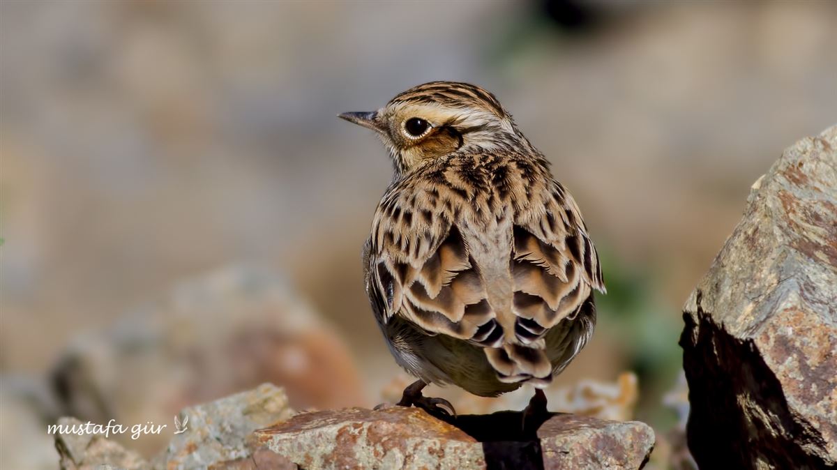 Woodlark