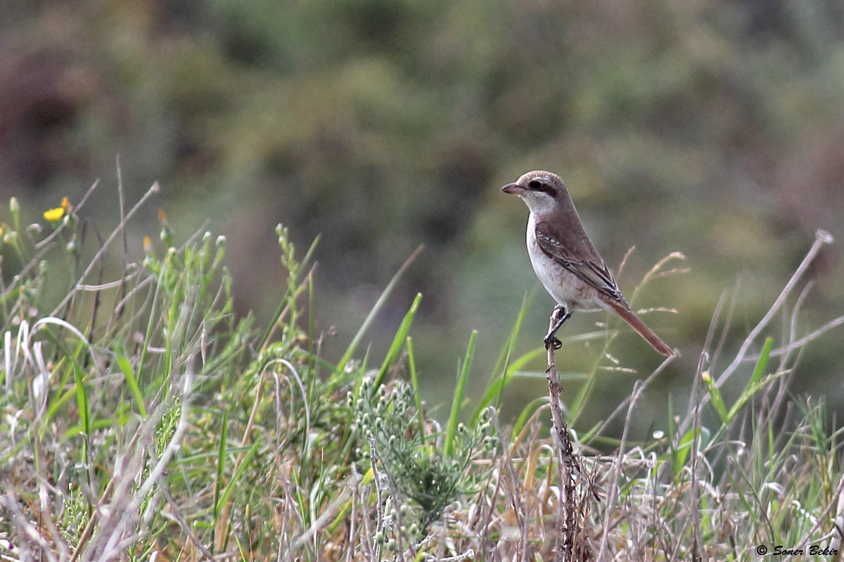 Red-tailed Shrike