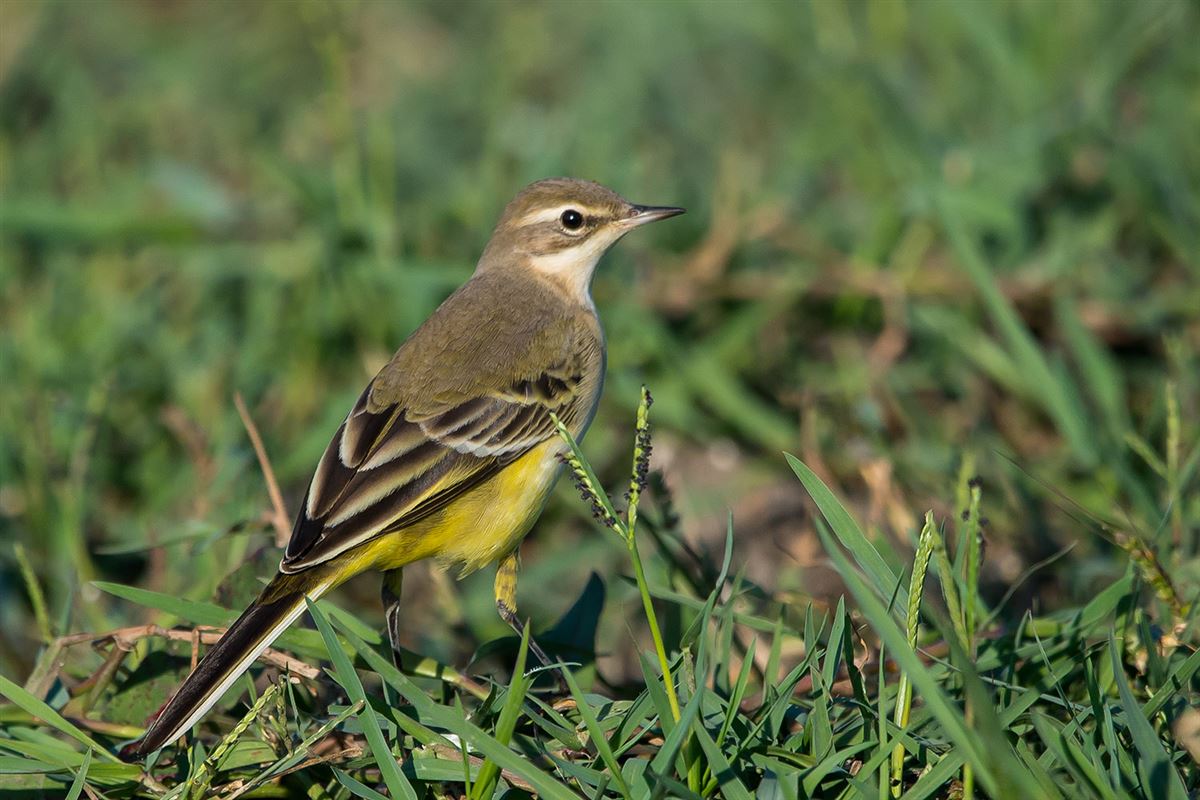 Western Yellow Wagtail
