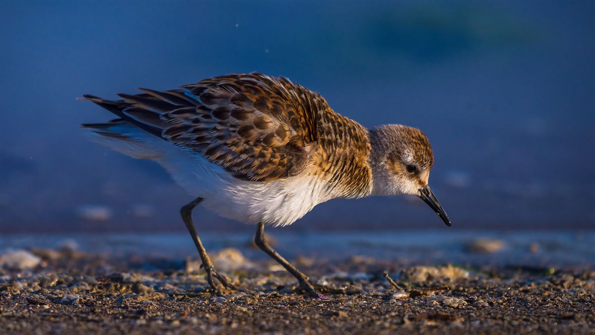 Little Stint