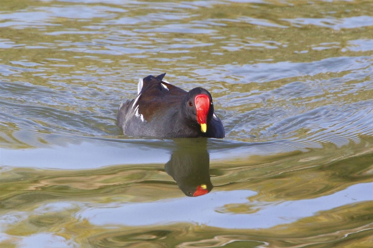 Common Moorhen