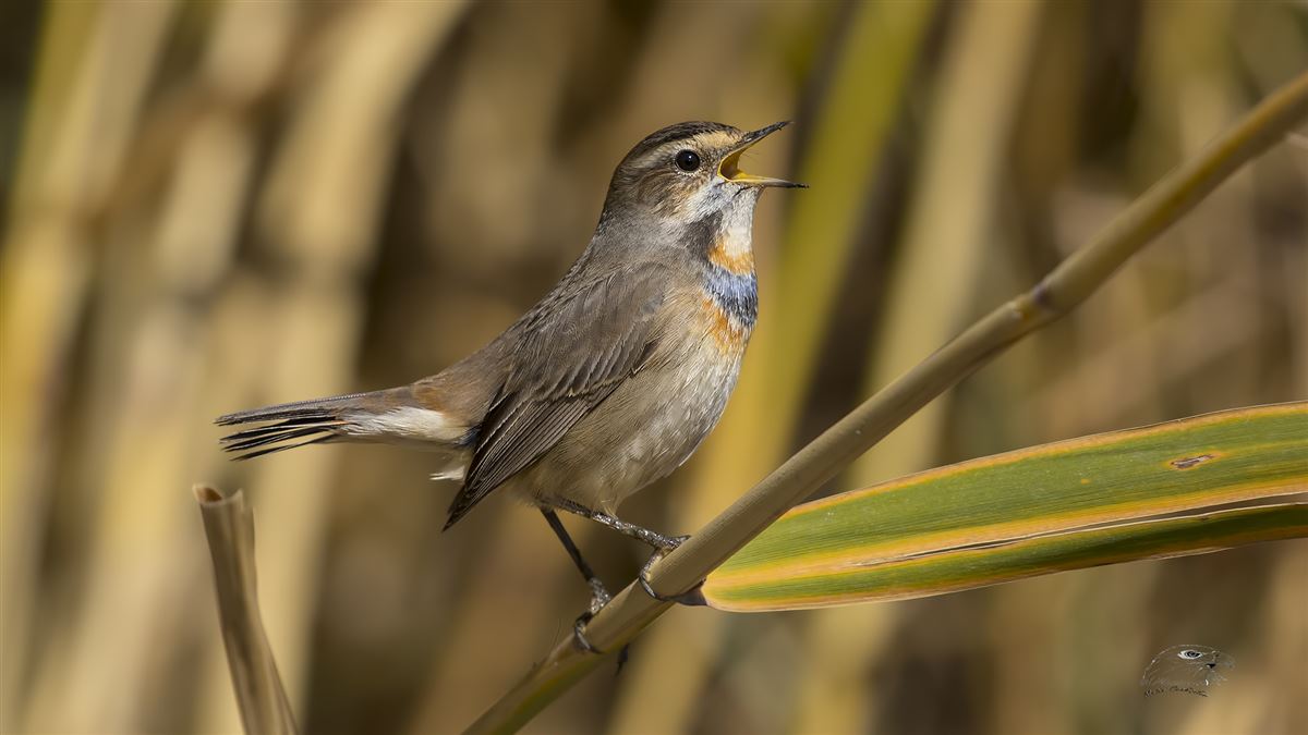 Bluethroat