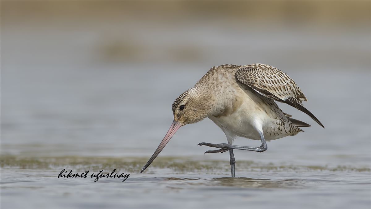 Bar-tailed Godwit