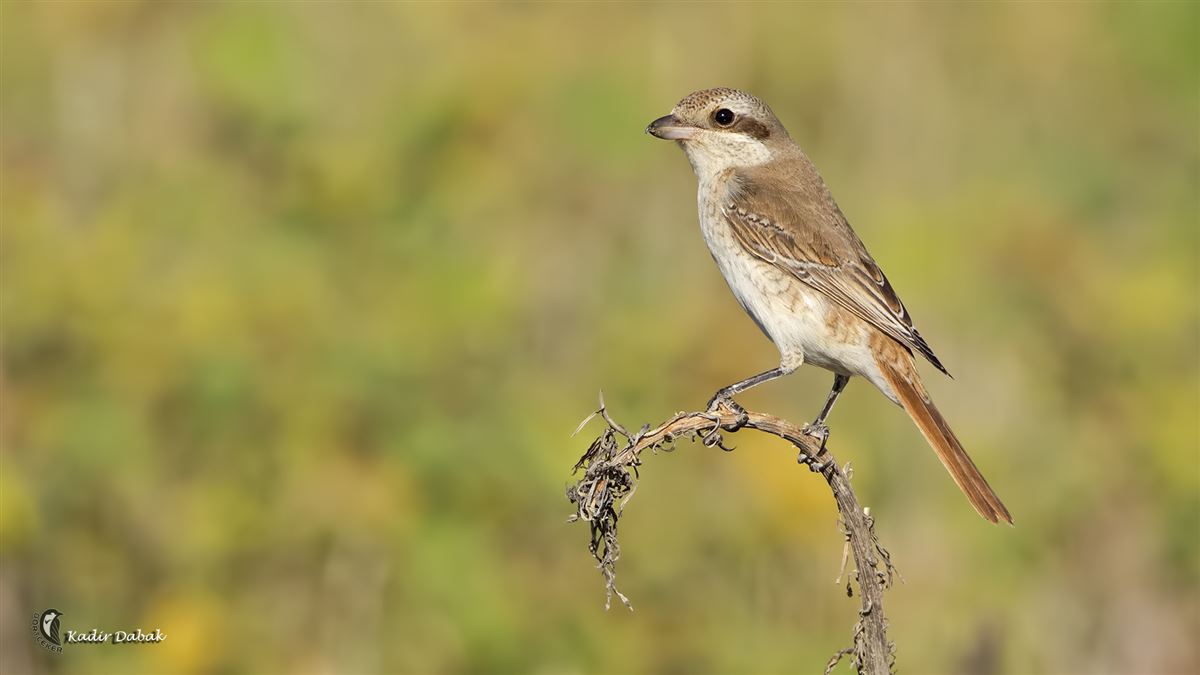 Türkistan Örümcekkuşu
