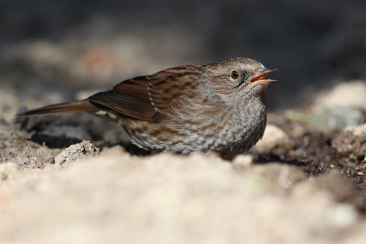 Dunnock