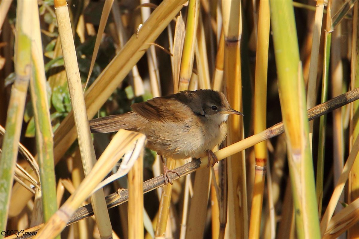 Savi`s Warbler