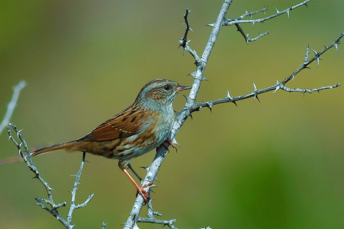 Dunnock