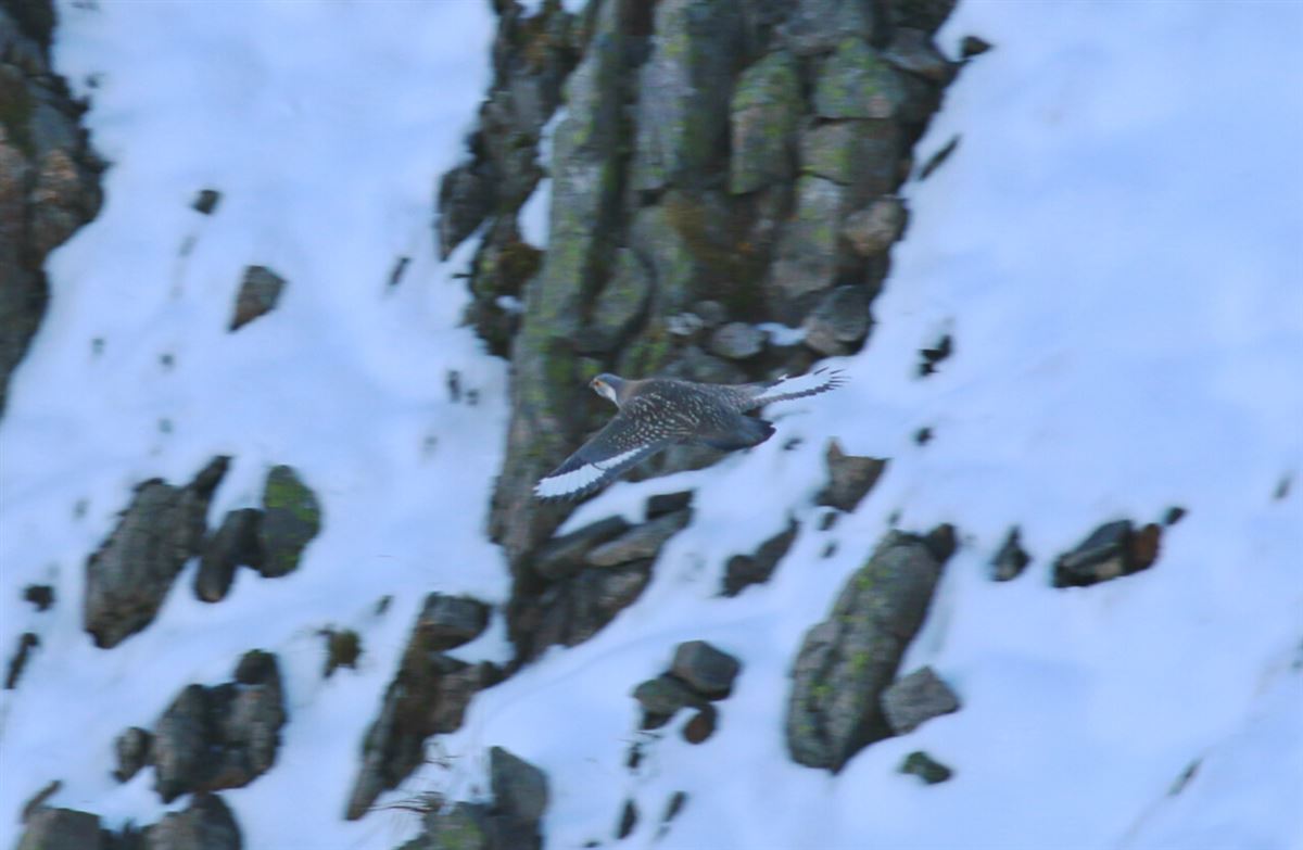 Caspian Snowcock