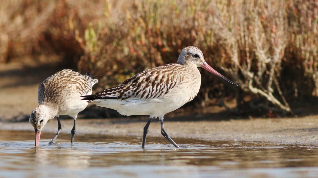Bar-tailed Godwit