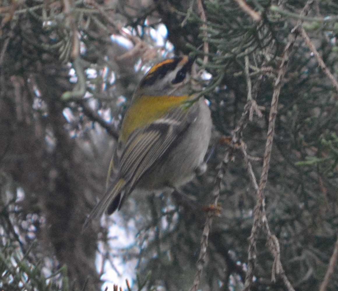 Common Firecrest