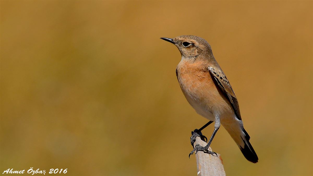 Northern Wheatear