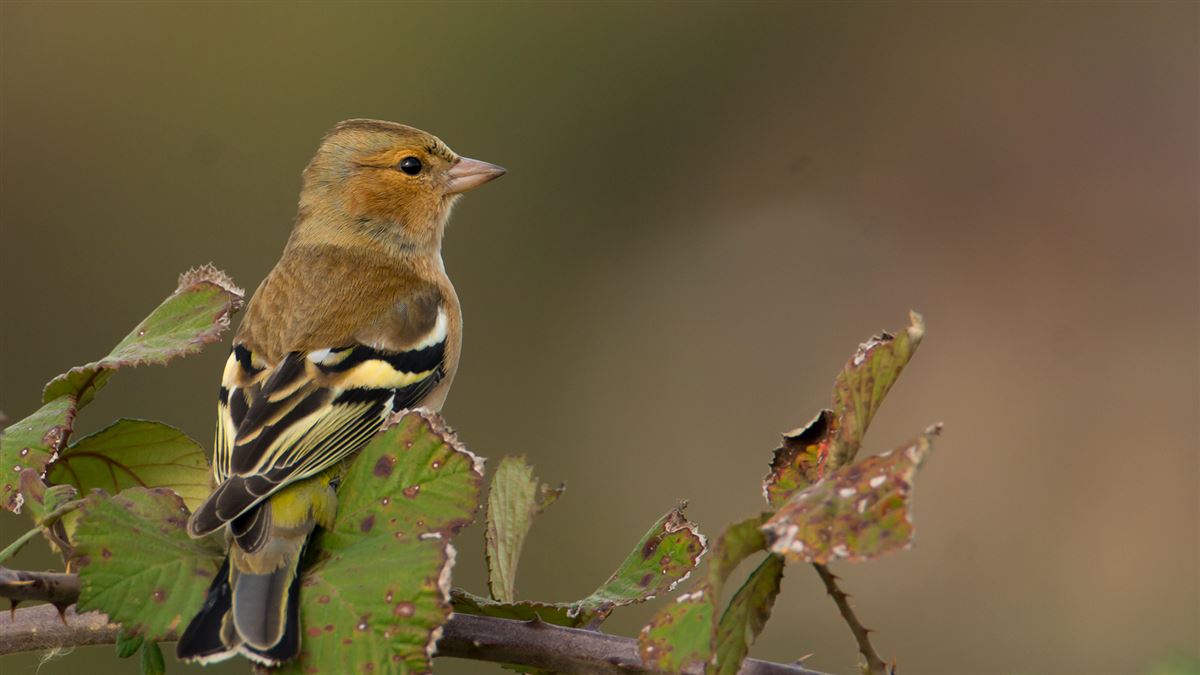 Common Chaffinch