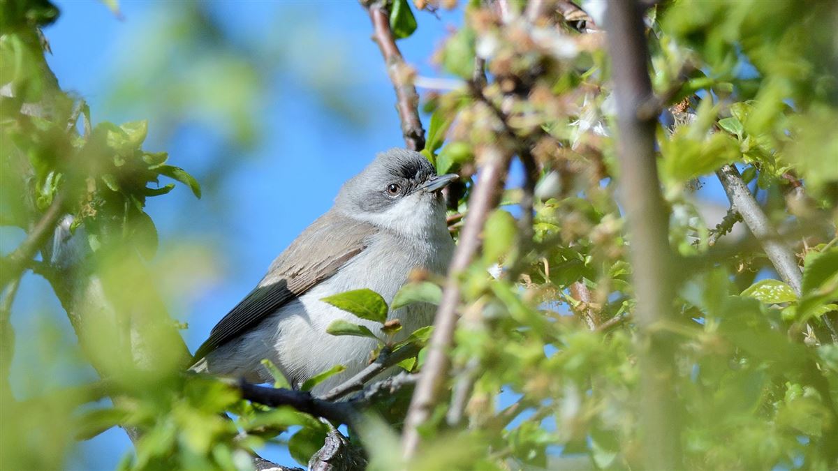 Lesser Whitethroat