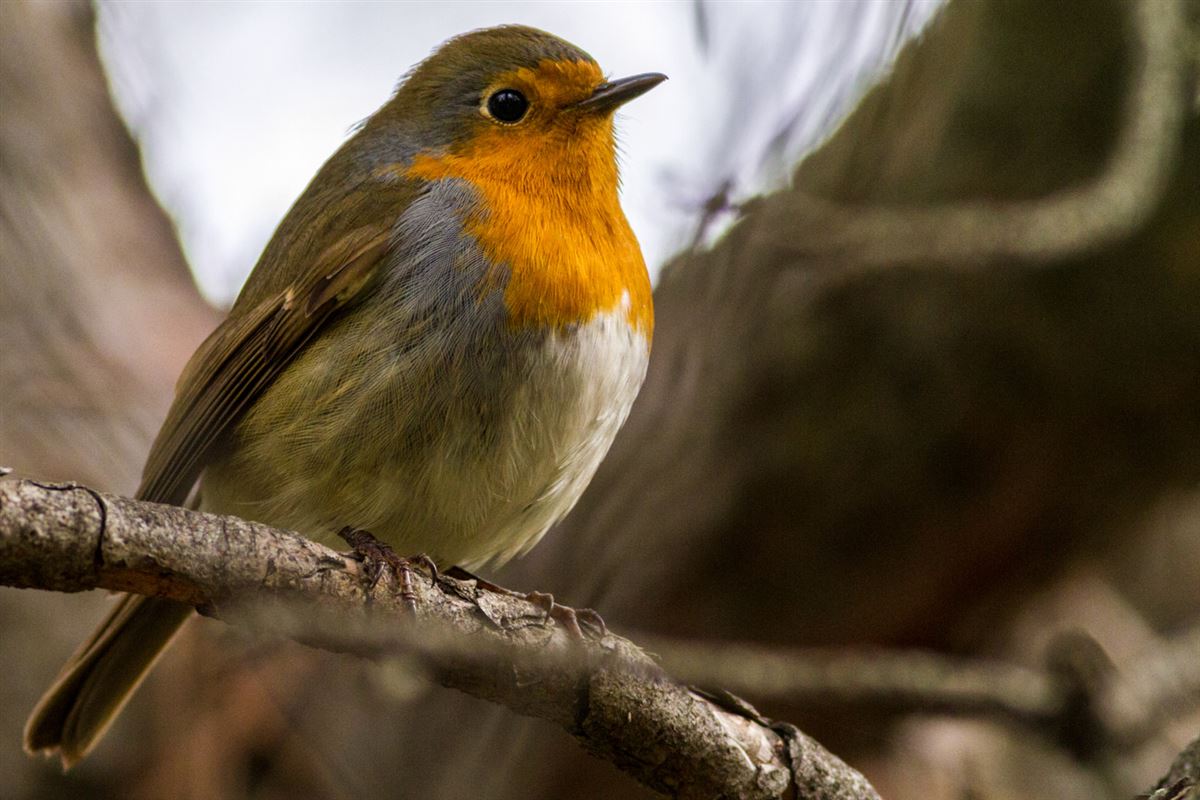 European Robin