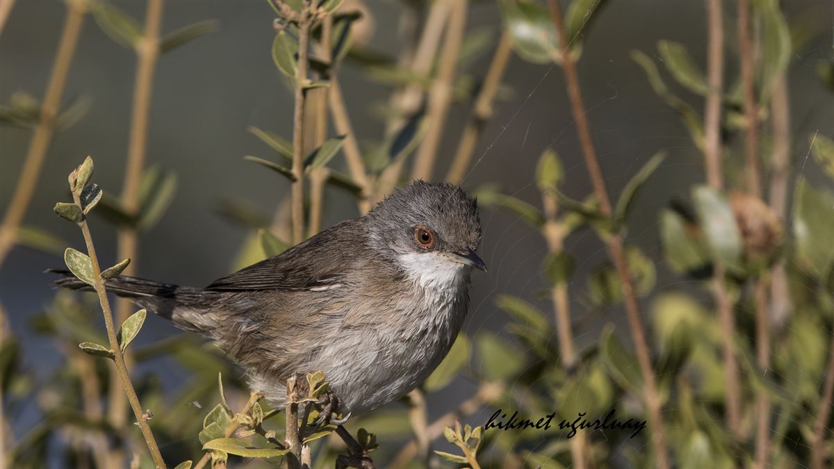 Sardinian Warbler