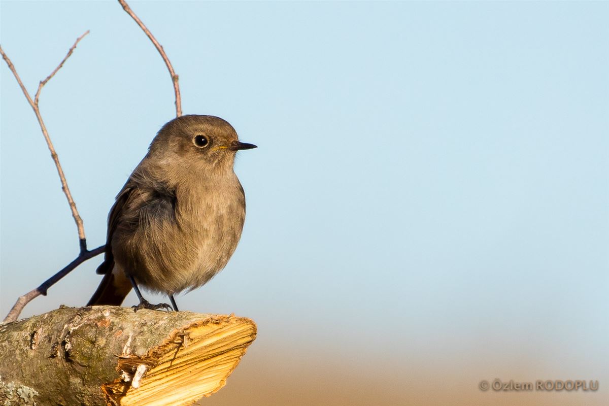 Black Redstart
