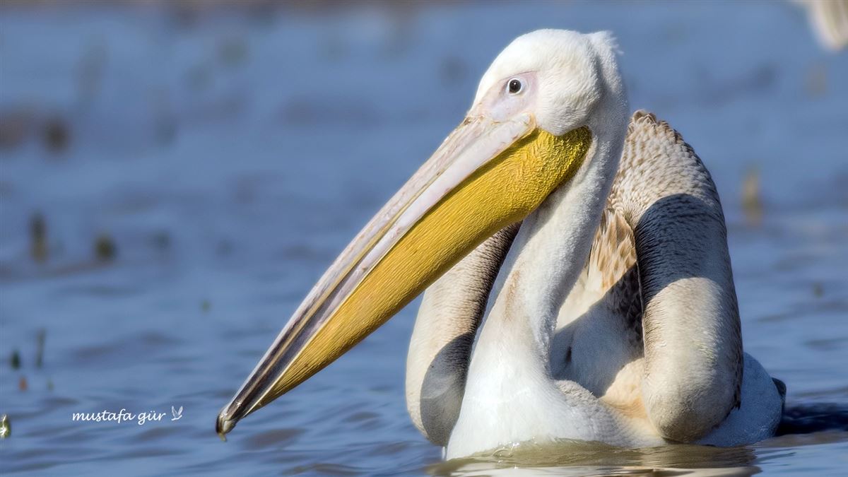 Great White Pelican