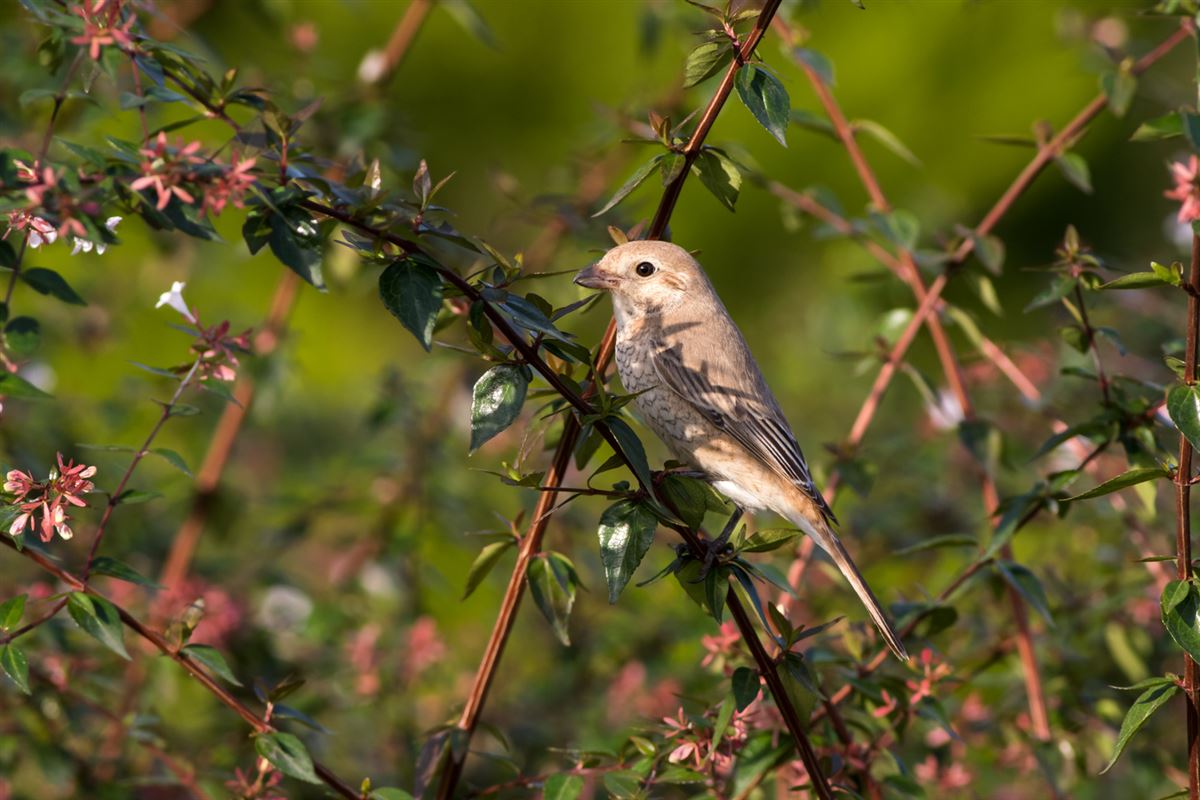 Isabelline Shrike