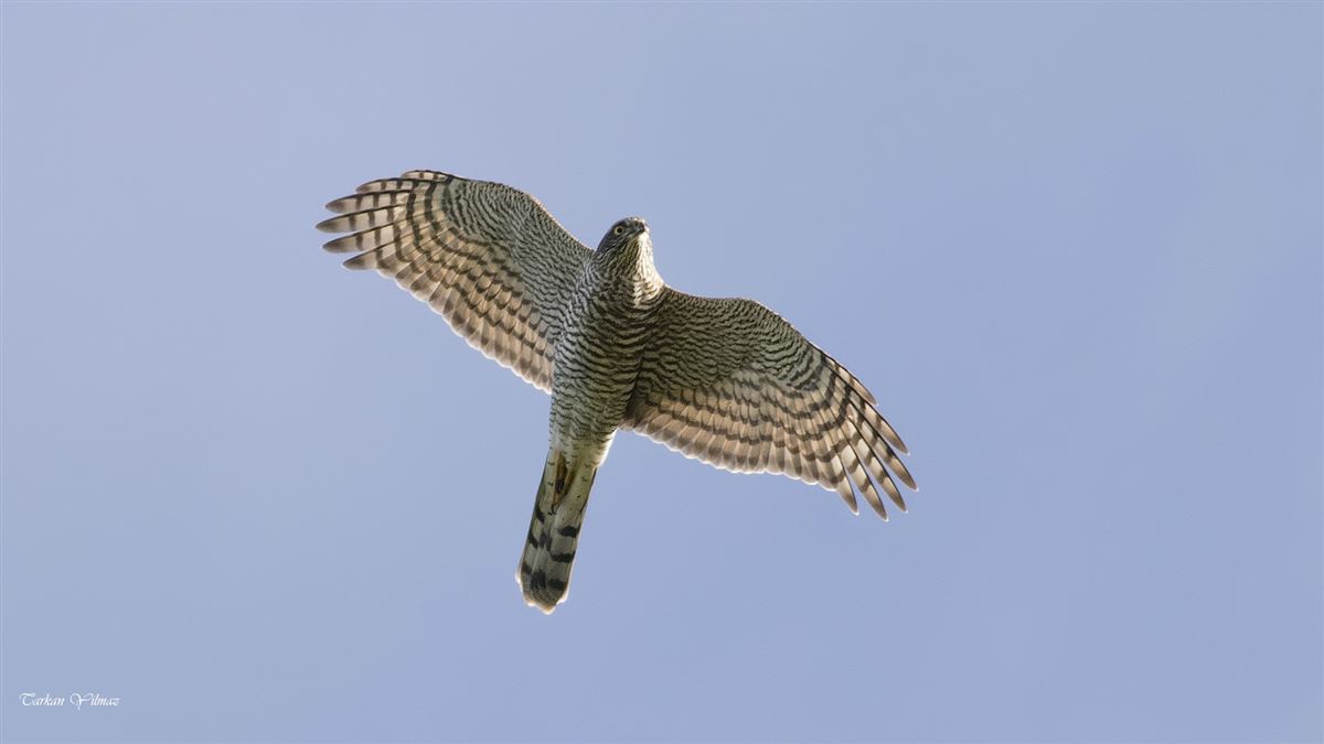 Eurasian Sparrowhawk