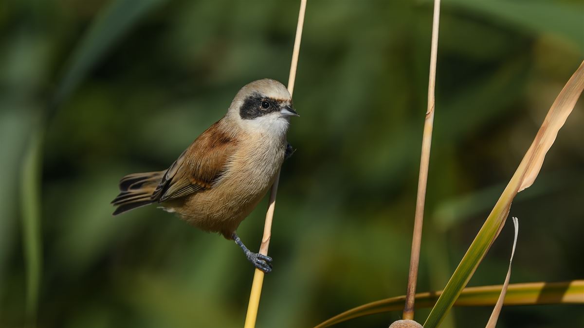 Eurasian Penduline Tit