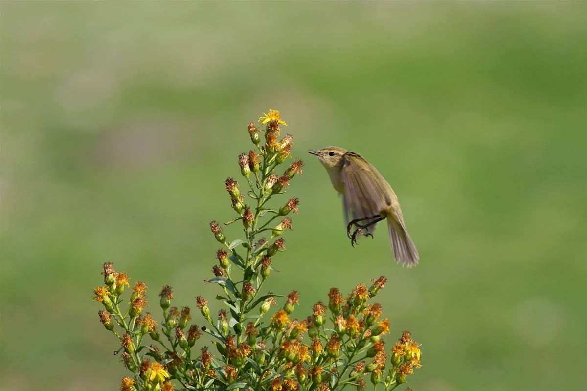 Common Chiffchaff