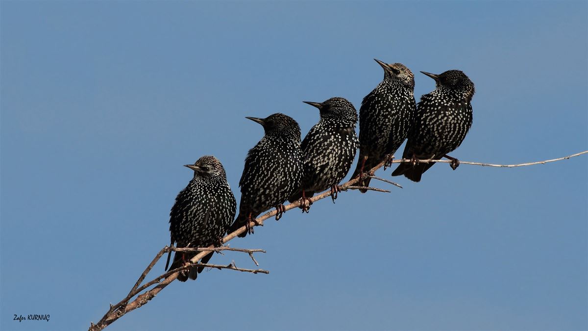 Common Starling