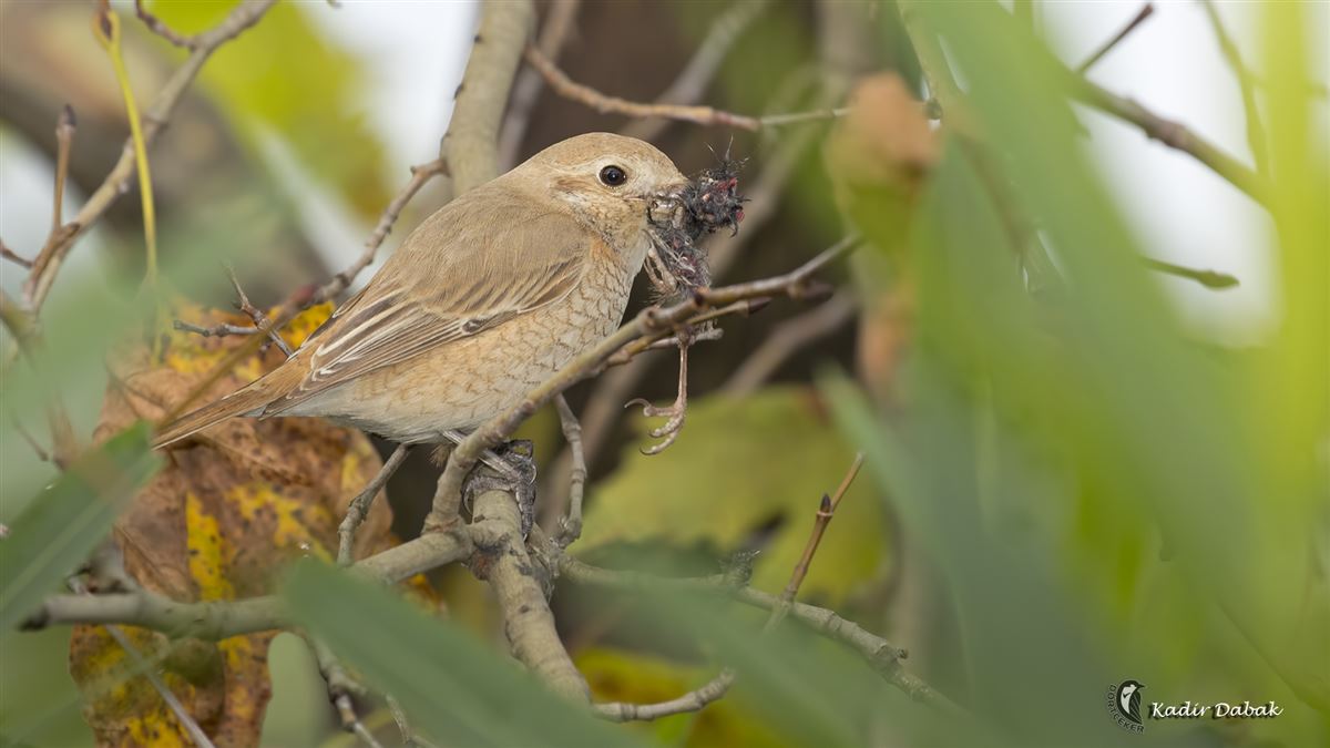 Isabelline Shrike