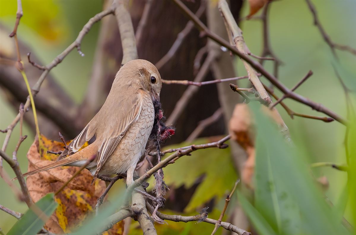 Isabelline Shrike