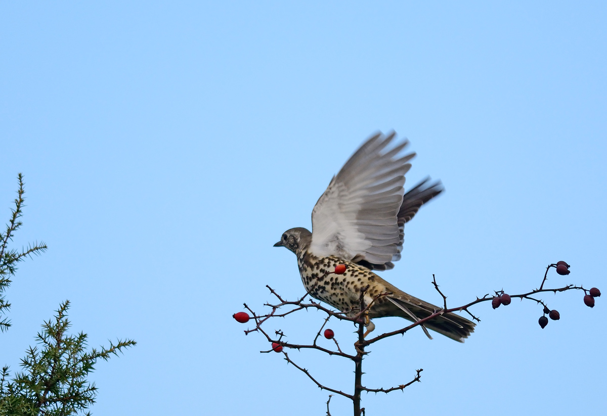 Mistle Thrush