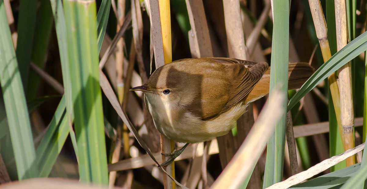 Marsh Warbler