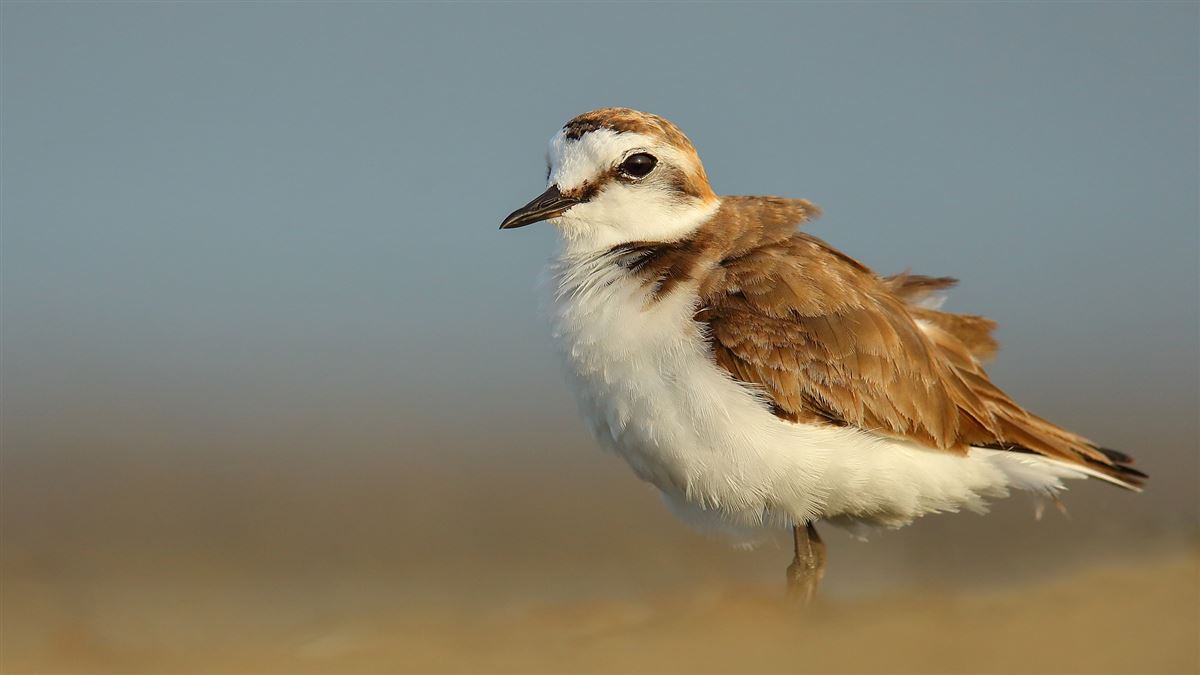 Kentish Plover