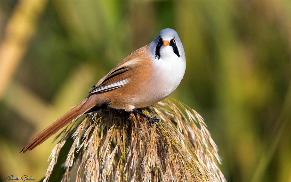 Bearded Reedling