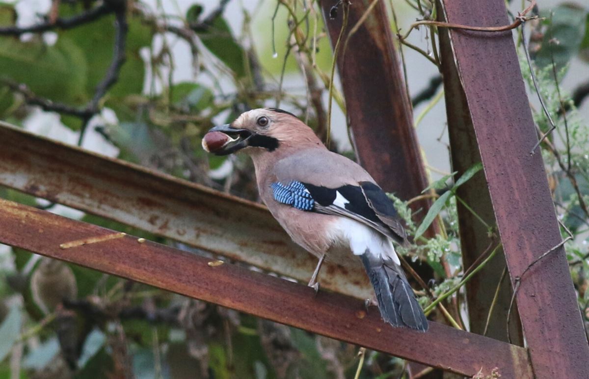 Eurasian Jay