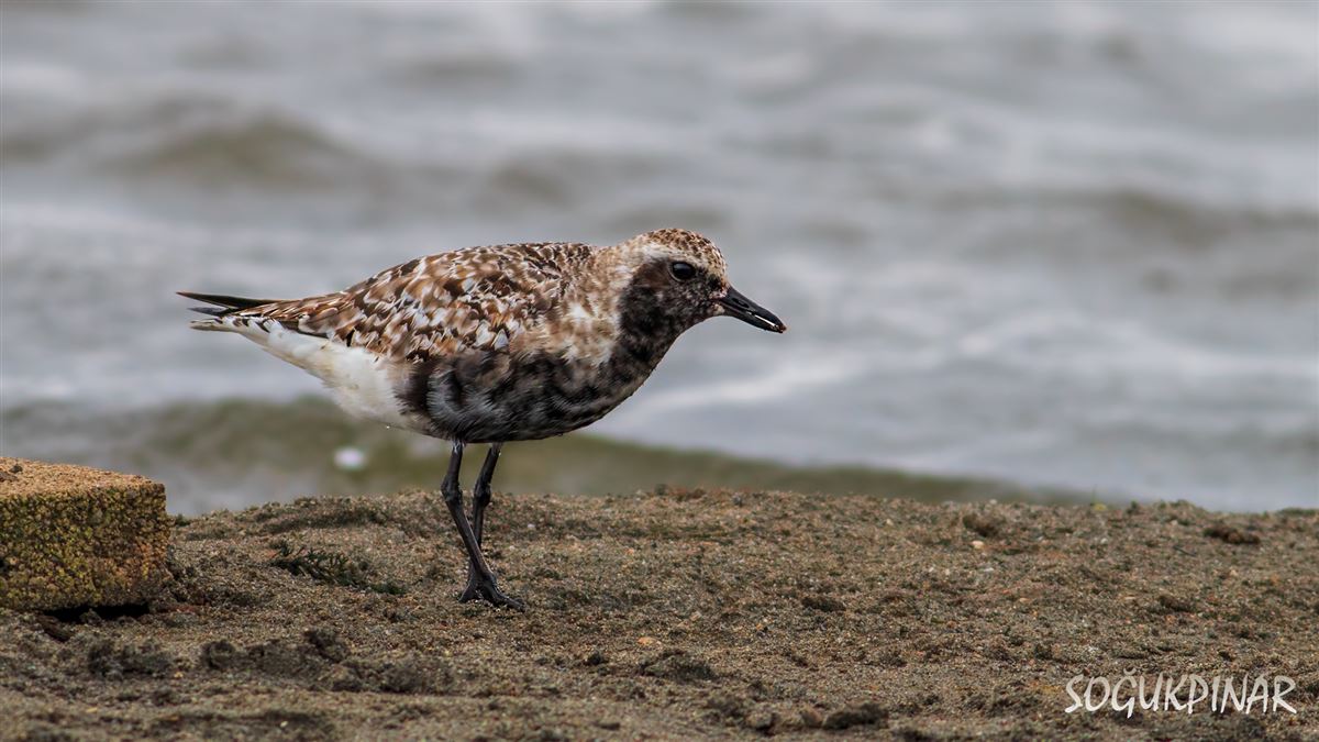 Grey Plover