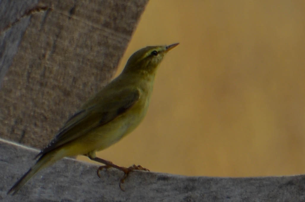 Willow Warbler