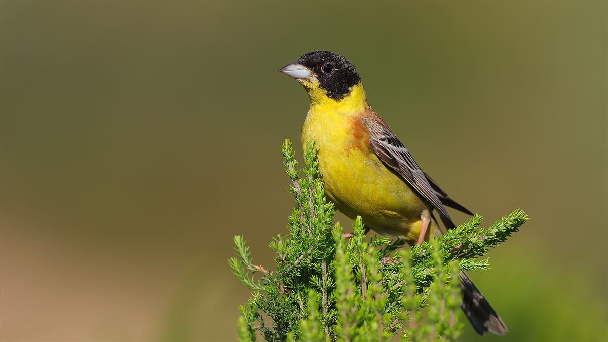 Black-headed Bunting