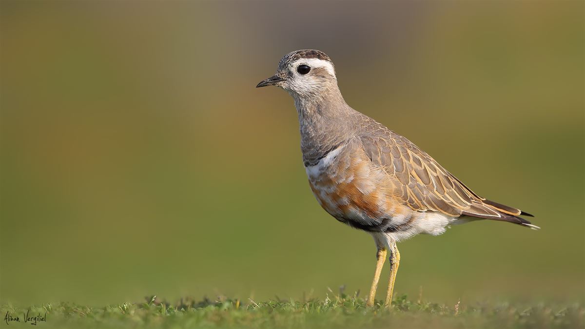Eurasian Dotterel