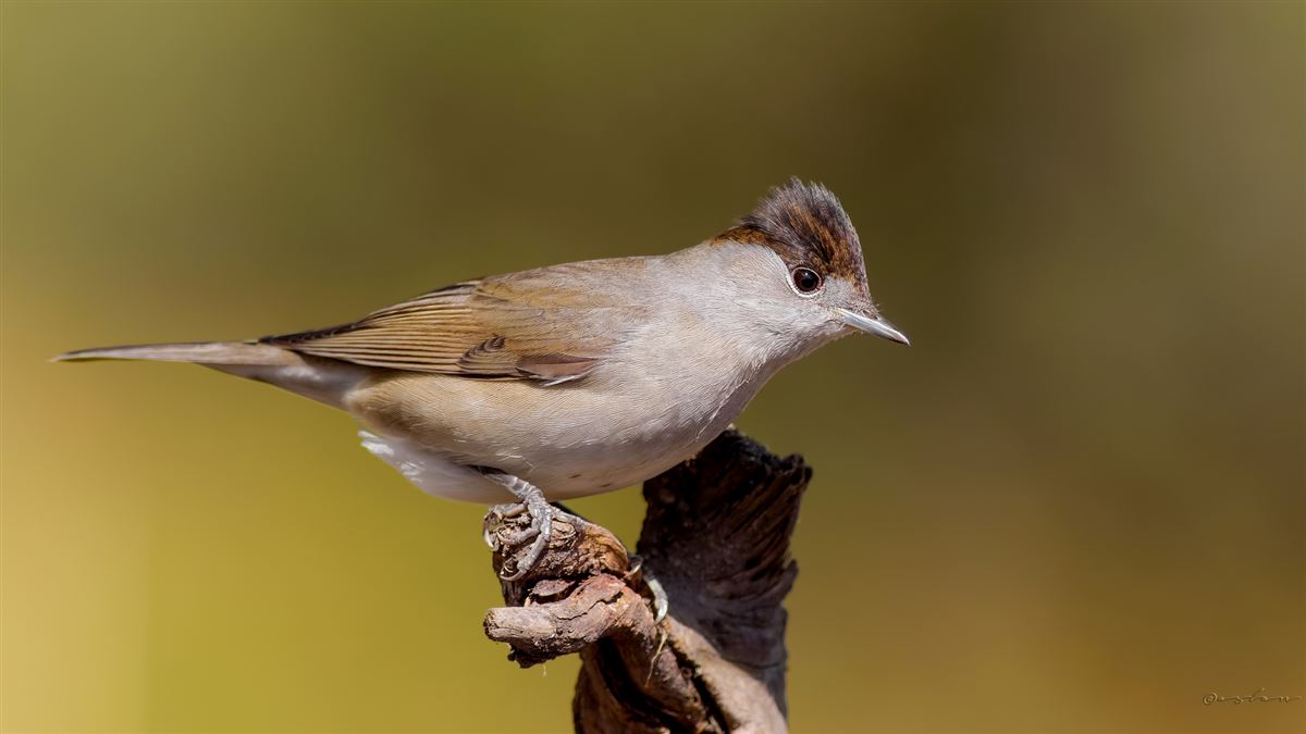 Eurasian Blackcap