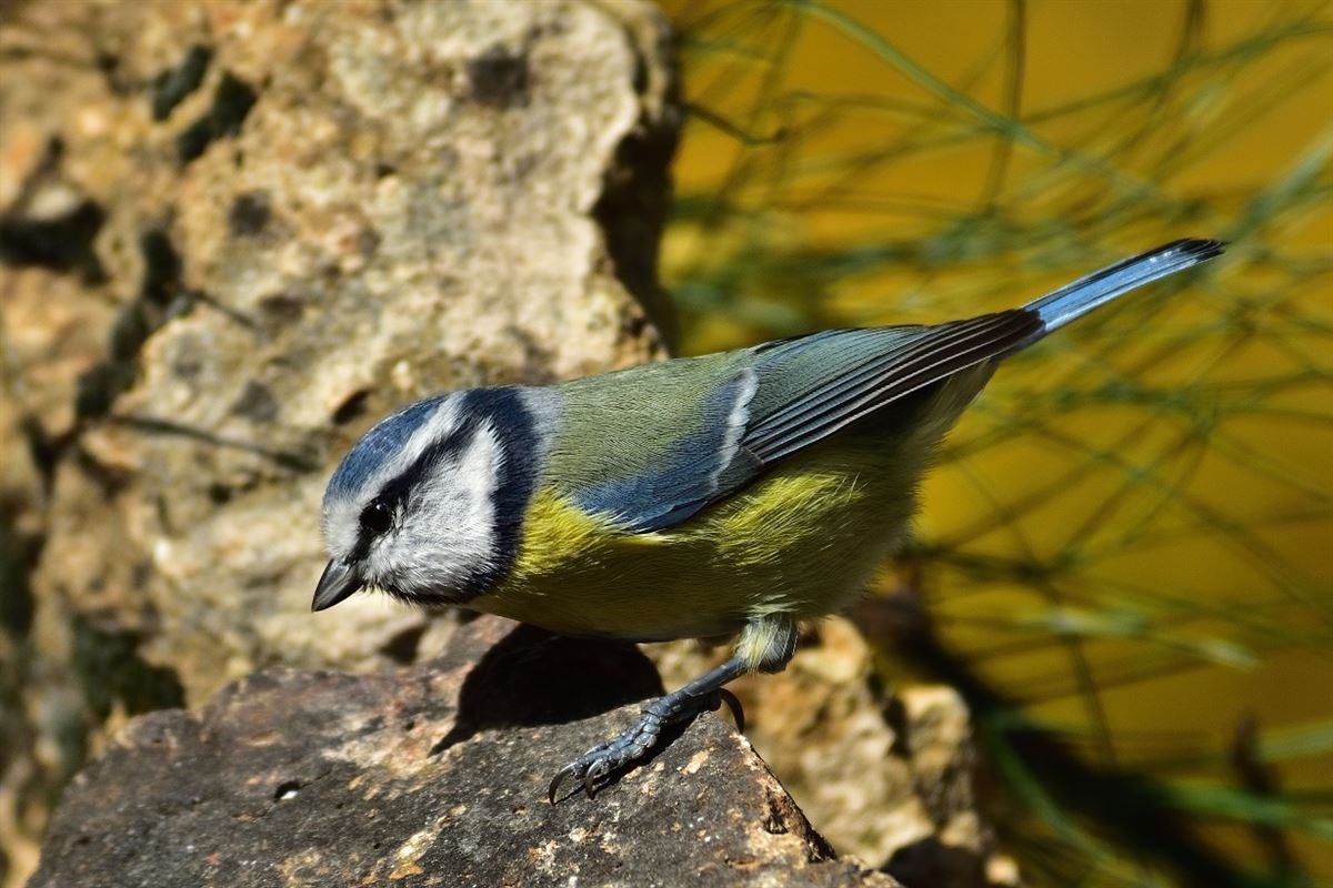 Eurasian Blue Tit