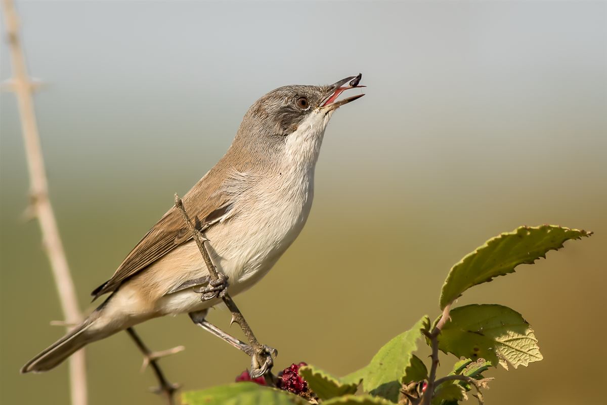 Lesser Whitethroat