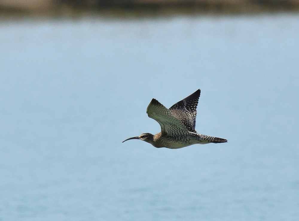 Eurasian Whimbrel