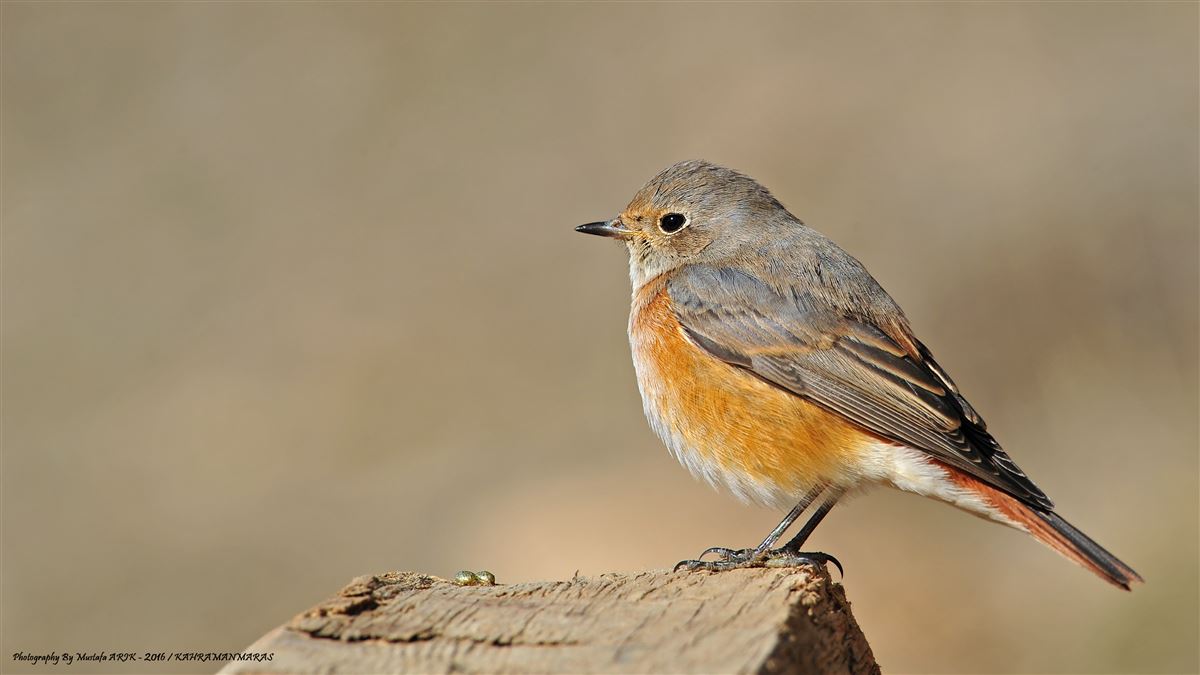 Common Redstart